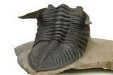 Zlichovaspis Trilobite In Cobra Pose With Crotalocephalina #275307-5